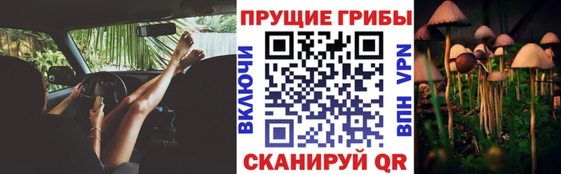 Псилоцибиновые грибы Psilocybe  Карабаш 